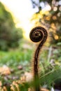 A Young New Zealand fern unfurling Royalty Free Stock Photo