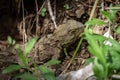 Small Native New Zealand Tuatara