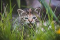 Young newborn cat walks in the tall grass and demands his attention. Blue-eyed cuckoo in green grass. A cat playing lion. four-