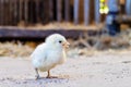 Young newborn free range chick on an organic farm Royalty Free Stock Photo