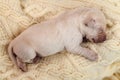 Young newborn labrador puppy baby cleaned, dried and groomed - t