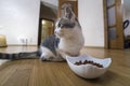 Young nice small cute white and gray domestic cat kitten eating from bowl of granules dry food on wooden floor indoors. Keeping Royalty Free Stock Photo