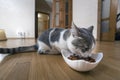 Young nice small cute white and gray domestic cat kitten eating from bowl of granules dry food on wooden floor indoors. Keeping Royalty Free Stock Photo