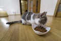 Young nice small cute white and gray domestic cat kitten eating from bowl of granules dry food on wooden floor indoors. Keeping Royalty Free Stock Photo