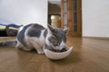 Young nice small cute white and gray domestic cat kitten eating from bowl of granules dry food on wooden floor indoors. Keeping Royalty Free Stock Photo