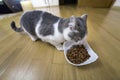 Young nice small cute white and gray domestic cat kitten eating from bowl of granules dry food on wooden floor indoors. Keeping Royalty Free Stock Photo