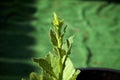 Young nicotiana alata plant growing in pot with flower bud Royalty Free Stock Photo