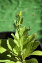 Young nicotiana alata plant growing in pot Royalty Free Stock Photo