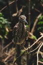 A young night herron on it`s basking spot