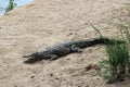 A young Nile Crocodile basking on a river bank Royalty Free Stock Photo