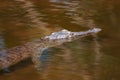 Young Nile crocodile Crocodylus niloticus in a river in Kruger National Park, South Africa Royalty Free Stock Photo