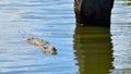 Young Nile crocodile swimming Royalty Free Stock Photo