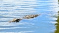 Young Nile crocodile swimming Royalty Free Stock Photo