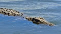 Young Nile crocodile swimming Royalty Free Stock Photo