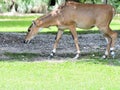 Young Nilgai Antelope