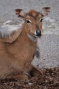 Young Nilgai Antelope