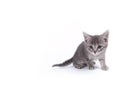 Young nine weeks old fluffy grey striped kitten Royalty Free Stock Photo