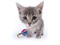 Young nine weeks old fluffy grey striped kitten with a toy Royalty Free Stock Photo