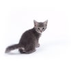 Young nine weeks old grey kitten Royalty Free Stock Photo