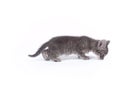 Young nine weeks old grey kitten Royalty Free Stock Photo