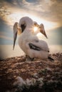 Young Norhern gannet with adult in sunset Royalty Free Stock Photo