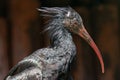 Young northern bald ibis with ruff on hind neck