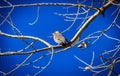 Young Northern Flicker in Colorado