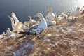 Young northern gannet Heligoland Helgoland Royalty Free Stock Photo