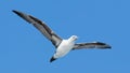 Young Northern Gannet (Morus bassanus) in flight Royalty Free Stock Photo