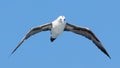 Young Northern Gannet (Morus bassanus) in flight Royalty Free Stock Photo