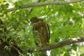 Young Northern Goshawk on a branch of tree