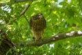 Young Northern Goshawk on a branch of tree