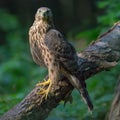 Young Northern Goshawk posing on bulky trunk while looking forward