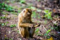 Young Northern Pig-tailed Macaque eating fruit. Animal.