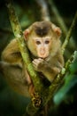 Young Northern Pig-tailed Macaque