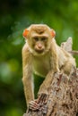 Young Northern Pig-tailed Macaque