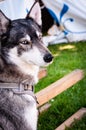 Young, Norwegian elkhound portrait Royalty Free Stock Photo