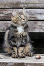 Young Norwegian forest cat with an edible snail