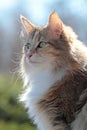 Young norwegian forest cat female Royalty Free Stock Photo