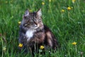 A young Norwegian forest cat is hunting in the meadow Royalty Free Stock Photo