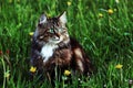 A young Norwegian forest cat is hunting in the meadow Royalty Free Stock Photo