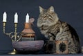 Young norwegian forest cat male with rusty lanterns and