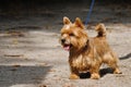 Young Norwich Terrier