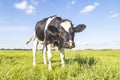 Young nosy black and white cow, gentle look, oncoming and approaching walking towards and looking at the camera