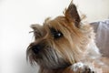 Young nosy looking cairn terrier puppy