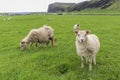 Young nosy sheep posing for the camera