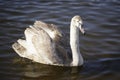A young, not yet fully fledged white swan on the water. Royalty Free Stock Photo