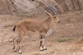 Young Nubian Ibex standing in the desert sand capra nubiana