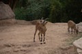 Young Nubian Ibex standing in the desert sand capra nubiana