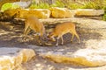 Young Nubian Ibex testing each other,Negev Desert